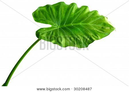 Alocasia Machrorhiza