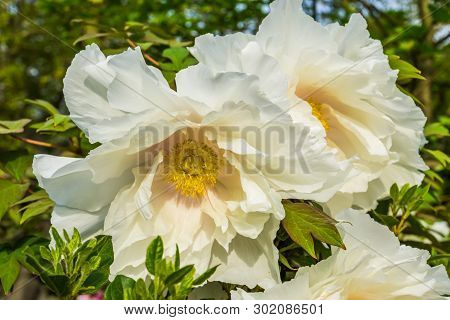Big White Flowers Blossoming During Spring Season, California Tree Poppy In Closeup, Nature Backgrou