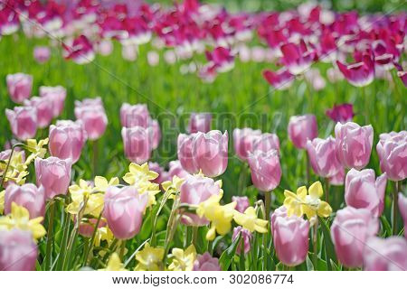 Lines Of Colorful Tulps And Daffodils In Spring Garden. Blurred Floral Background, There Is No Focus