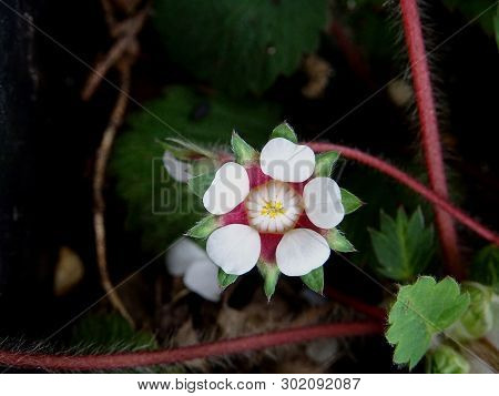 Flower With Five White Petals Of Potentilla Macrantha