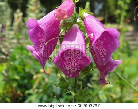 Pink Bellflower ( Campanula ) That Belongs To Campanulaceae Family