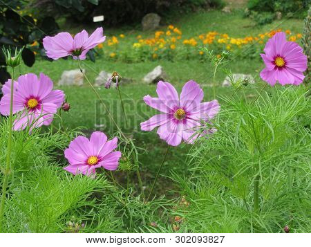 Cosmos Bipinnatus Flowers Commonly Called The Garden Cosmos Or Mexican Aster In The Garden