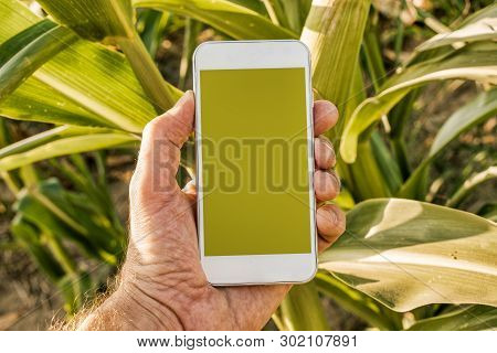 Agritech And Smart Farming, Mobile Phone App Mock Up Screen - Farmer Holding Smartphone With Blank S