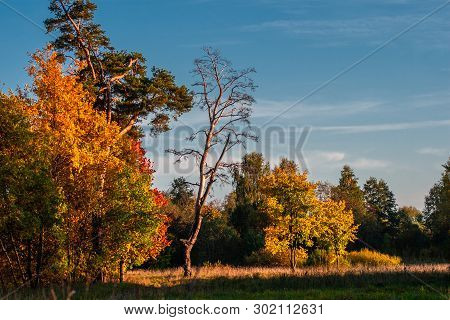 Autumn At The Pine Forest In Sunny Day