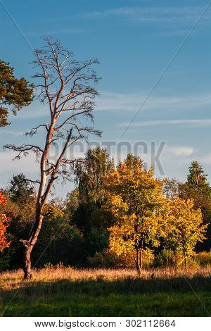 Autumn At The Pine Forest In Sunny Day