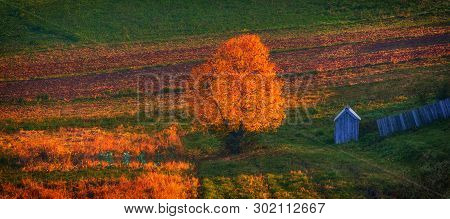 Orange Tree At The Field In Sunrise Light, View From Top, Russia, Mari El