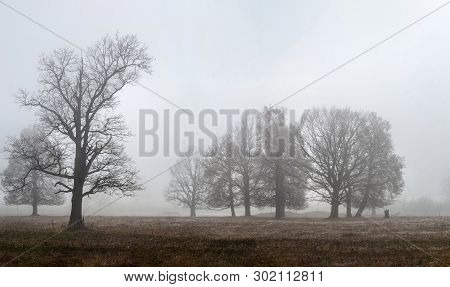 Oaks And Other Trees Stand In Dense Fog In The Open Field, Mari El, Russia