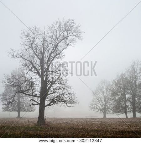 Oaks And Other Trees Stand In Dense Fog In The Open Field, Mari El, Russia