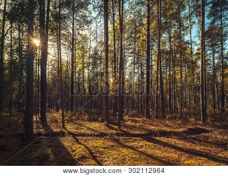 Sunlight Between Trunks Of Trees At The Forest, Mari El, Russia