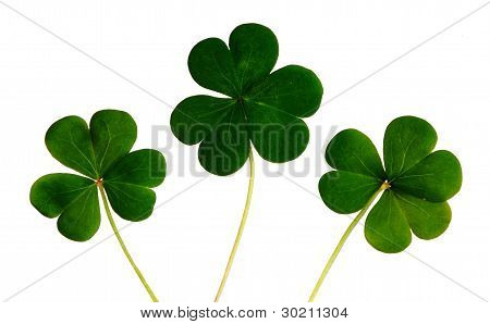 Shamrocks