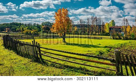 Maple Tree At The Meadow Lit With Sunlight, Russia Mari El