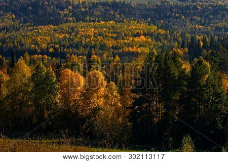 View Of Trees Of The Autumn Wood From Above