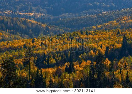 View Of Trees Of The Autumn Wood From Above