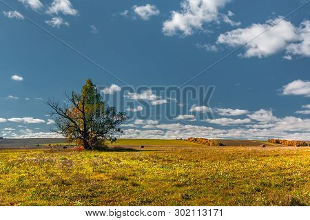 Alone Tree At The Field With Blue Sky, Autumn, Mari El, Russia