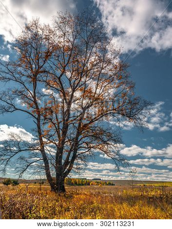Alone Tree At The Field With Blue Sky, Autumn, Mari El, Russia
