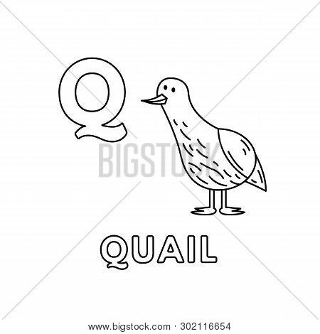 Alphabet With Cute Cartoon Animals Isolated On White Background. Coloring Pages For Children Educati