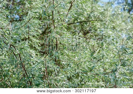 Branch Loch Silver Elaeagnus Commutata Woody Or Shrub Plant, Summer Day, Full Frame