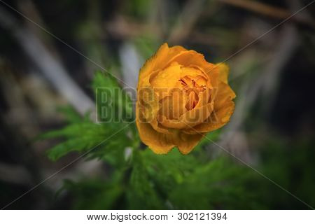 Spring Flowers On A Blurred Background. The Globeflower. Yellow Flowers Trollius Or Globeflower.