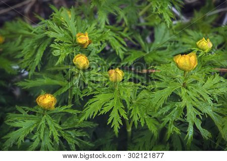 Spring Flowers On A Blurred Background. The Globeflower. Yellow Flowers Trollius Or Globeflower.