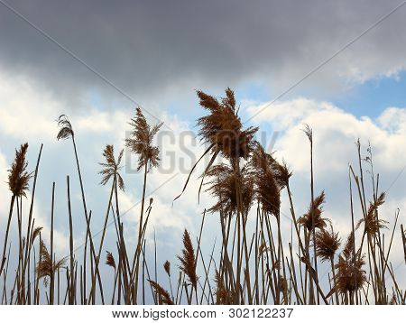 Tall Dry Reeds Swaying In The Wind At Overcast Spring Day. Abstract Natural Background
