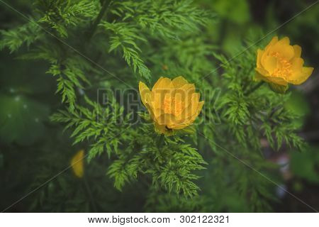 Spring Flowers On A Blurred Background. The Globeflower. Yellow Flowers Trollius Or Globeflower.