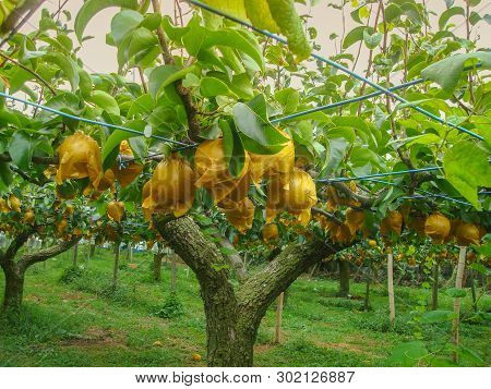 Chinese Pear Covered By Paper To Protection From Bugs From Organic Farm.
