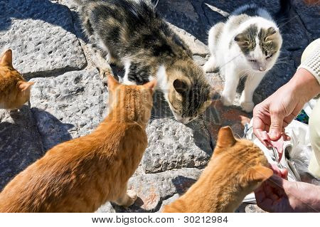 Five greek street cats eat