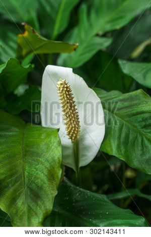 Peace Lily Flower Or Spathiphyllum Cochlearispathum Or White Calla Lily Green Leaves
