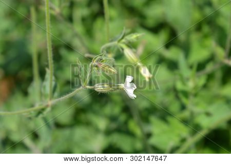 Unusual Campion - Latin Name - Silene Paradoxa