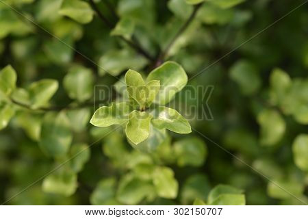 Kohuhu Leaves - Latin Name - Pittosporum Tenuifolium