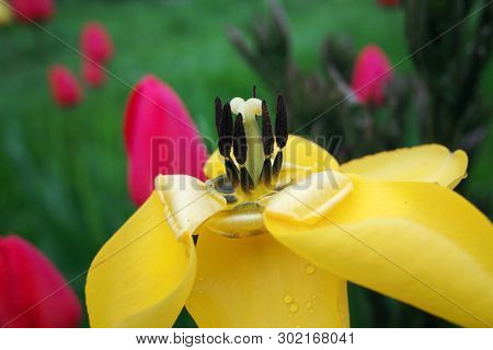 Closeup of yellow tulup flower. Pistil, stamens and petals. Seasonal spring plant.