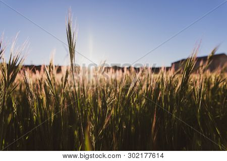 Close-up Of Green Wild Wheat (triticum Boeoticum Boiss) On A Golden Sunset In Spring.