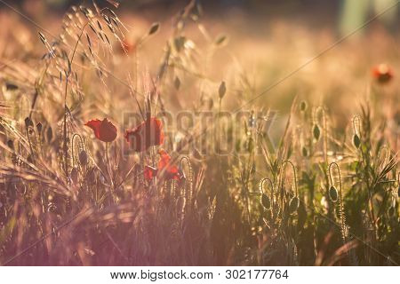 Close-up Of A Field Of Poppies In A Golden Spring Sunset. Typical Spring Image In The Field.