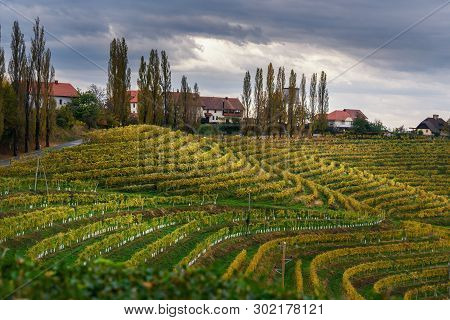 Beautiful Vineyards Landscape Of Jeruzalem On Slovene Hills In Ljutomer. Northeastern Slovenia