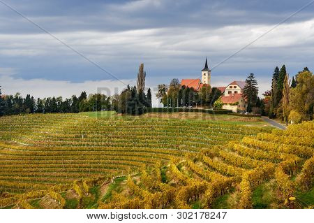 Beautiful Vineyards Landscape Of Jeruzalem On Slovene Hills In Ljutomer. Northeastern Slovenia