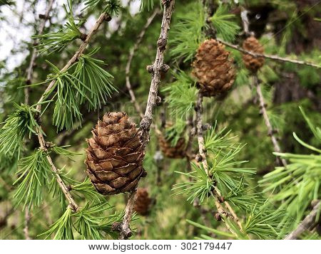 The Shortleaf Pine (pinus Echinata) Or Die Fichtenkiefer