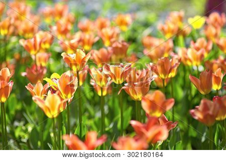 Red-yellow Tulips On A Sunny Day On A Green Background. Tulip Cultivar Aprikot Emperor