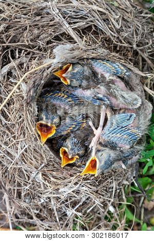 Fledgling Chicks Song Thrush Sitting In Nest, Life Nest With Chicks In The Wild