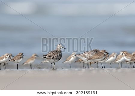 Ruff, Calidris Pugnax At Akshi, Alibaug, Maharashtra, India