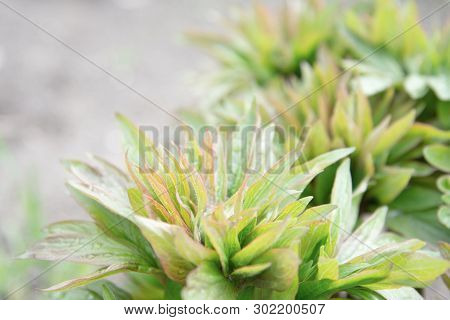 Peony Leaves Green With Drops From The Rain On A Gray Background.