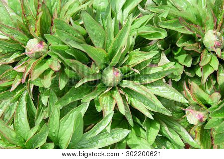 Top View Of Green Peony Leaves And Buds With Rain Drops.