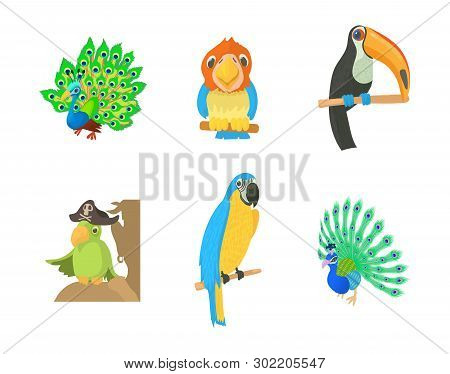 Exotic Bird Icon Set. Cartoon Set Of Exotic Bird Icons For Web Design Isolated On White Background