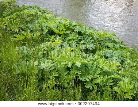 Green Foliage Of A Sosnowsky's Hogweed (heracleum Sosnowskyi)
