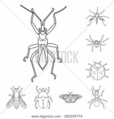 Vector Illustration Of Insect And Fly Icon. Collection Of Insect And Element Stock Vector Illustrati