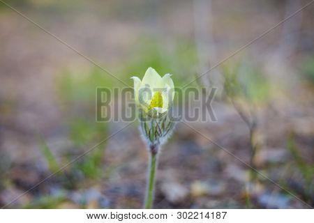 The First Spring Flowers In The Forest. Beautiful Flowers Pulsatilla In A Forest Glade In The Urals