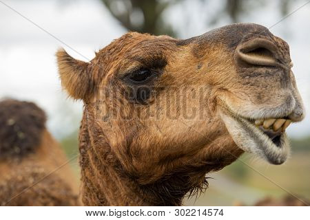 Camel Out Amongst Nature