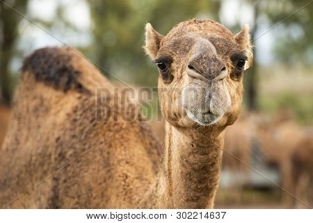 Camel Out Amongst Nature