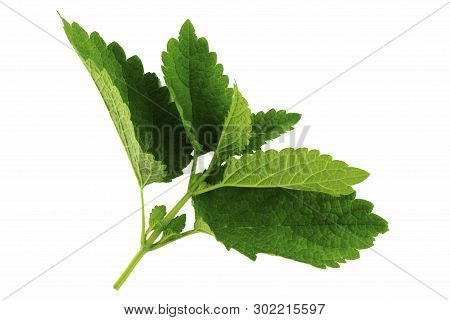 Green Top Of Melissa Leaves Isolated On White Background,