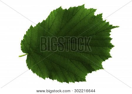 One Green Leaf Of Hazel Isolated On White Background, Top Side Of Leaf