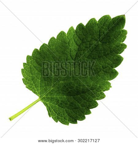 One Green Leaf Of Lemon Balm Isolated On A White Background, The Upper Side Of The Leaf